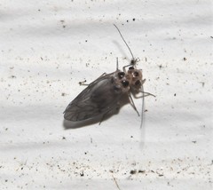 Peripsocus
