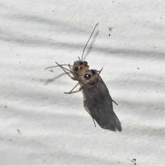 Peripsocus