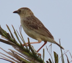 Cisticola natalensis