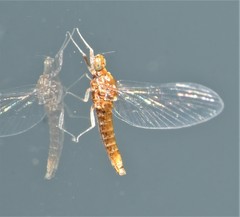 Acentrella turbida