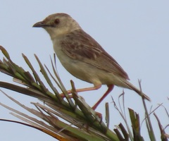Cisticola natalensis