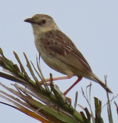 Cisticola natalensis