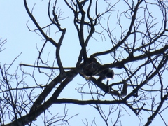 Semnopithecus schistaceus