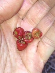 Syzygium corynanthum