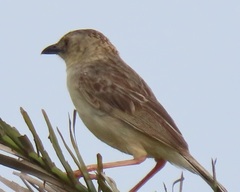 Cisticola natalensis