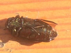 Chrysobothris affinis