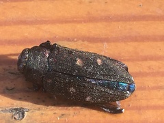 Chrysobothris affinis