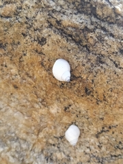 Echinolittorina modesta