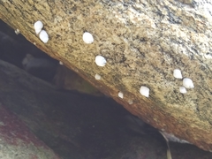 Echinolittorina modesta