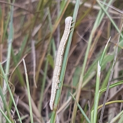 Scotopteryx chenopodiata