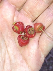 Syzygium corynanthum