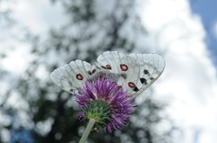 Parnassius phoebus