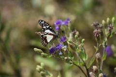 Graphium angolanus