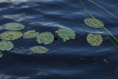 Nuphar pumila
