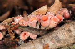 Microstoma floccosum