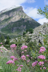 Centranthus angustifolius
