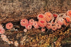 Microstoma floccosum