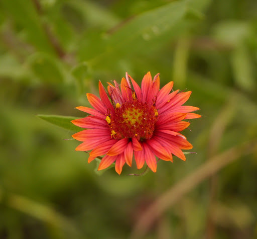 Gaillardia amblyodon