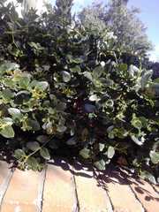 Magnoliopsida
