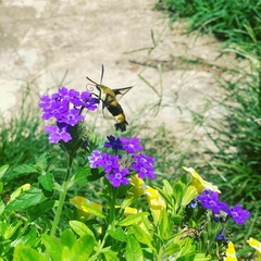 Hemaris diffinis