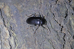 Plesiophthalmus spectabilis