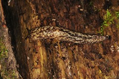 Philomycus flexuolaris