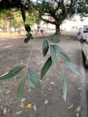 Blepharocalyx salicifolius