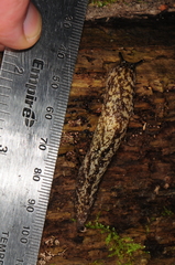 Philomycus flexuolaris