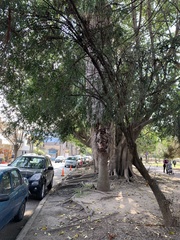 Blepharocalyx salicifolius