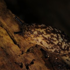 Philomycus flexuolaris