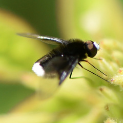 Ogcodocera leucoprocta