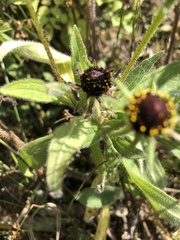 Rudbeckia hirta