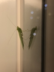 Tropidomantis
