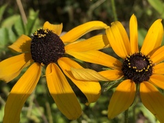 Rudbeckia hirta
