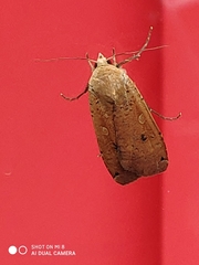 Noctua pronuba