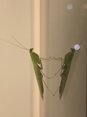 Tropidomantis
