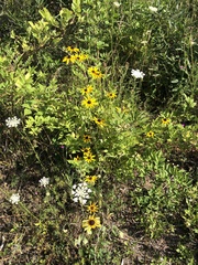 Rudbeckia hirta