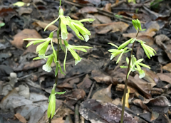 Nervilia concolor