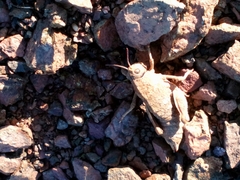 Nocaracris bulgaricus