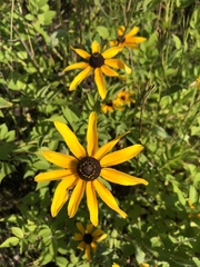Rudbeckia hirta