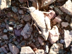Nocaracris bulgaricus