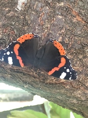 Vanessa atalanta