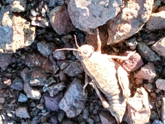 Nocaracris bulgaricus