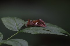 Autographa excelsa