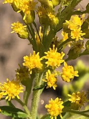 Solidago