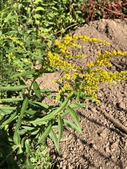 Solidago