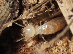 Reticulitermes lucifugus