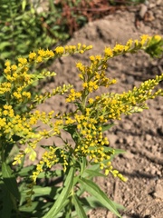 Solidago