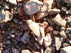 Nocaracris bulgaricus