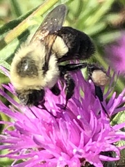Bombus impatiens
